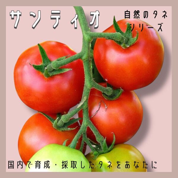 【国内育成・採取】 サンティオ 家庭菜園 種 タネ トマト 野菜