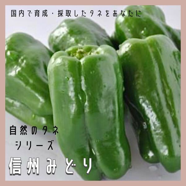 【国内育成・採取】 信州みどり 家庭菜園 種 タネ ピーマン 野菜