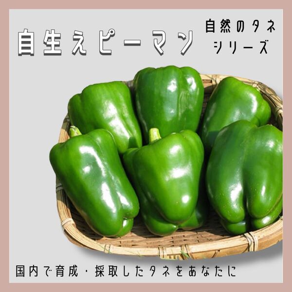 【国内育成・採取】 自生えピーマン 家庭菜園 種 タネ ピーマン 野菜