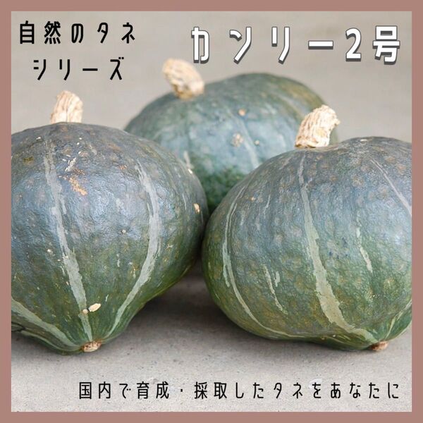 【国内育成・採取】 カンリー2号 家庭菜園 種 タネ カボチャ 南瓜 野菜