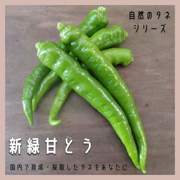 【国内育成・採取】 新緑甘とう 家庭菜園 種 ピーマン 野菜