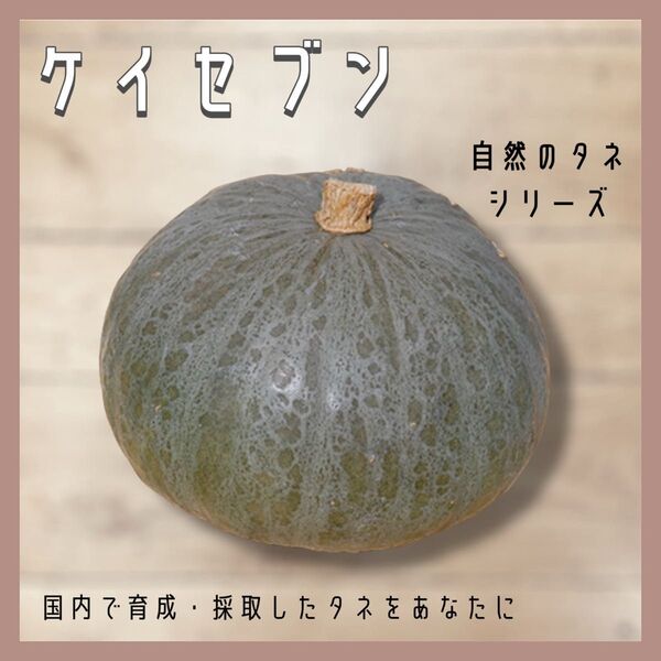 【国内育成・採取】 ケイセブン 家庭菜園 種 タネ カボチャ 南瓜 野菜