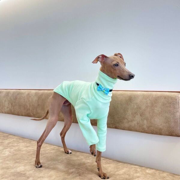 イタグレ服 Tシャツ 10カラー 春 夏 秋 冬 小型犬 中型犬 大型犬 韓国 犬服 ペット服 トイプードル シュナウザー