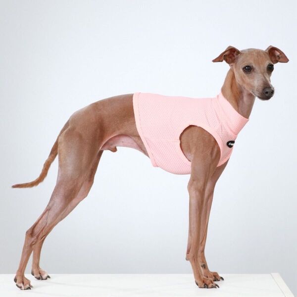 イタグレ服 犬服 ひえひえ クール クロップド 接触冷感 熱中症対策 S M L XL 2XL 3XL イタリアングレーハウンド