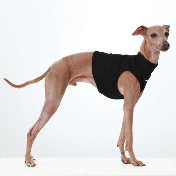 イタグレ服 犬服 ひえひえ クール クロップド 接触冷感 熱中症対策 S M L XL 2XL 3XL イタリアングレーハウンド