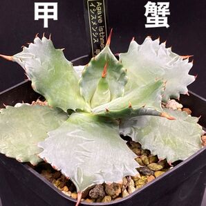 Agave isthmensis アガベ イシスメンシス 甲蟹 優良株 抜き苗 王妃甲蟹錦 雷帝