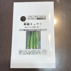 鮮緑きゅうりの種 20粒 (農薬不使用 固定種)