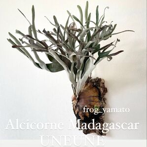 オリジナル UNEUNE ウネウネ alcicorne Madagascar アルマダ ビカクシダ oc