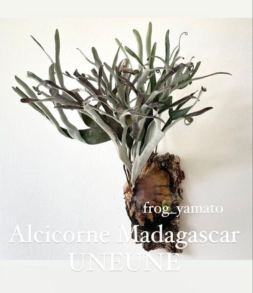 オリジナル UNEUNE ウネウネ alcicorne Madagascar アルマダ ビカクシダ oc