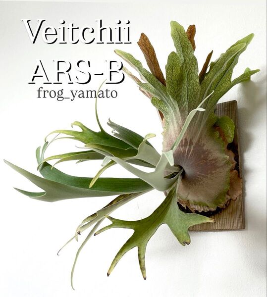 オリジナル ベイチー Veitchii ARS-B ビカクシダ oc 子株