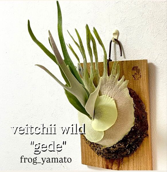 尖る トキントキン veitchii wild Gede spore ベイチー ゲーデ ゲード ビカクシダ