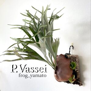 オリジナル うねり強め バッセイ alcicorne Madagascar vassei ビカクシダ oc