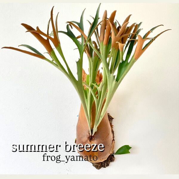 親株 summer breeze サマーブリーズ 子株付き ビカクシダ