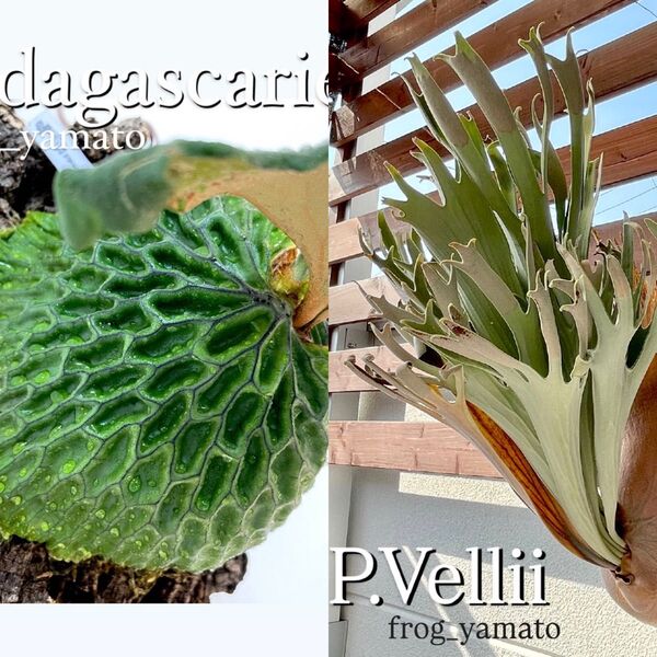 vellii ベリー Madagascariense mix spore マダガスカリエンセ ビカクシダ