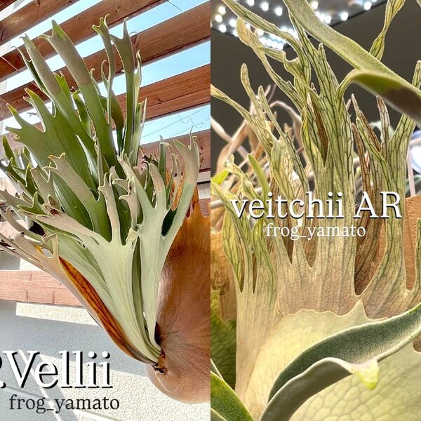 Veitchii Auburn River × vellii mix spore ビカクシダ ベイチー AR アーバンリバー