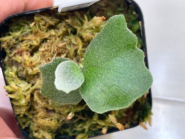 P.willinckii OMG spore スポア ウィリンキー スーパードワーフ dwarf ビカクシダ