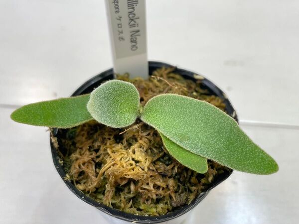 P.willinckii nano spore ウィリンキー スーパードワーフ dwarf ビカクシダ
