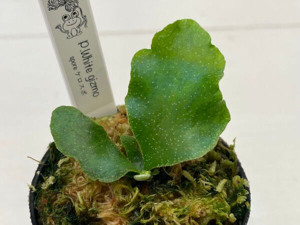 P.White gizmo ギズモ spore スポア ビカクシダ ポット 現品