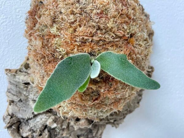 コルク付け P.willinckii OMG spore スポア ウィリンキー スーパードワーフ dwarf ビカクシダ