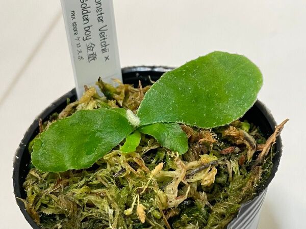 monster veitchii × 金童 モンスターベイチー mix spore ビカクシダ ベイチー ケロスポ