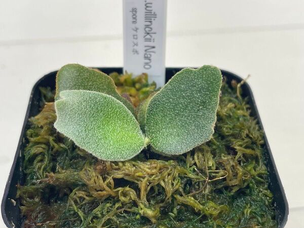 P.willinckii nano spore ウィリンキー スーパードワーフ dwarf ビカクシダ
