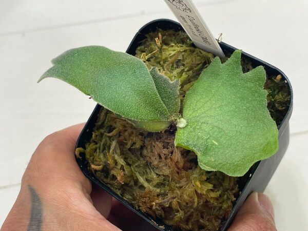 P.willinckii OMG spore スポア ウィリンキー スーパードワーフ dwarf ビカクシダ