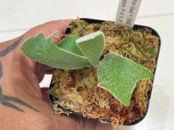 willinckii cotton cloud × OMG ミックス mix spore ウィリンキー ビカクシダ ケロスポ