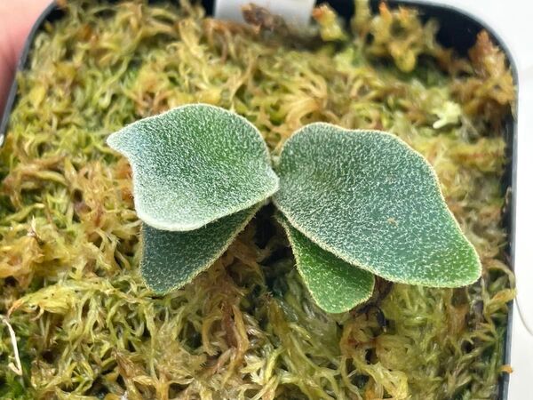 P.willinckii OMG spore スポア ウィリンキー スーパードワーフ dwarf ビカクシダ