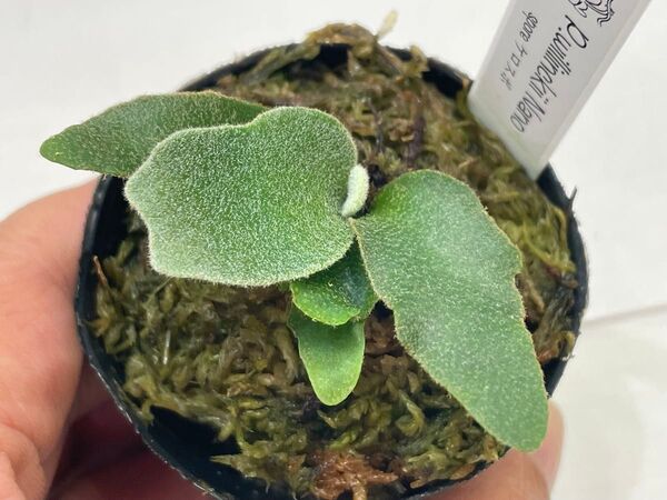 P.willinckii nano spore ウィリンキー スーパードワーフ dwarf ビカクシダ