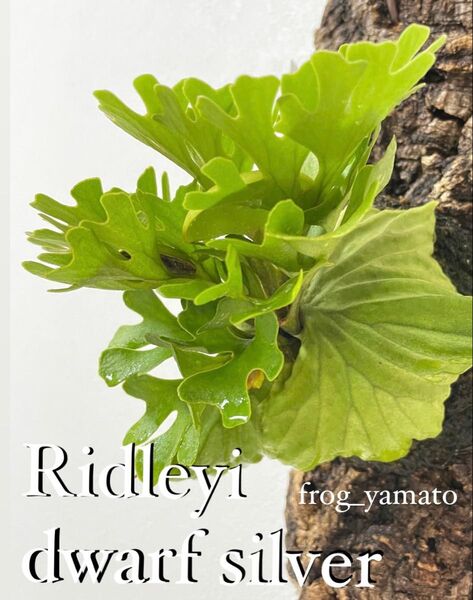 ridleyi Dwarf Silvery リドレイ ドワーフ シルベリー spore ビカクシダ