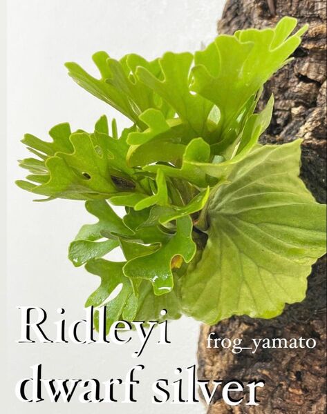 ridleyi Dwarf Silvery リドレイ ドワーフ シルベリー spore ビカクシダ