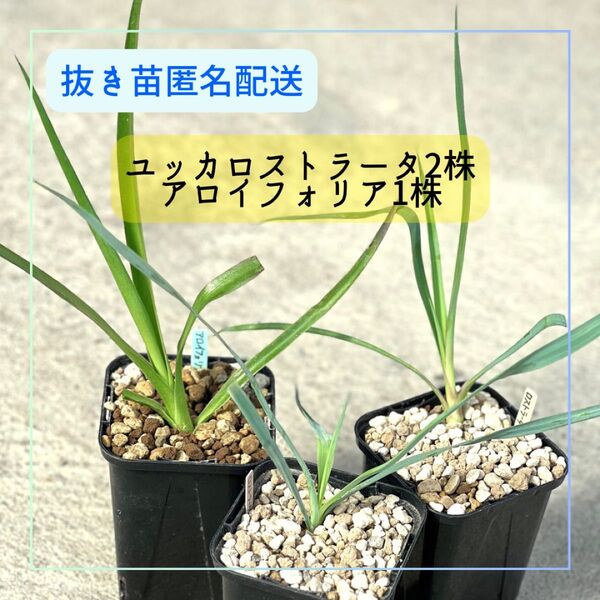 ユッカロストラータ2株 ユッカアロイフォリア1株 実生苗セット 抜き苗匿名配送 ネコポス Yucca