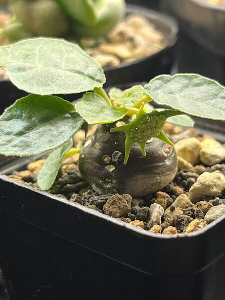 ドルステニア フォエチダ モンスター 実生 塊根植物 多肉植物 珍奇植物