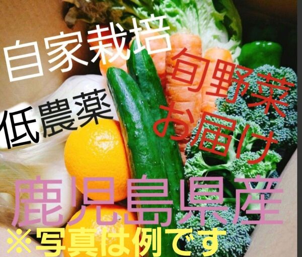 新鮮!野菜セット80