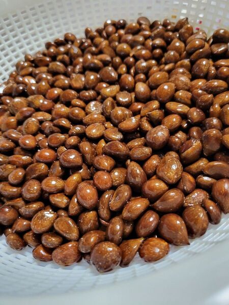 無農薬びわの種 箱込み1キロ