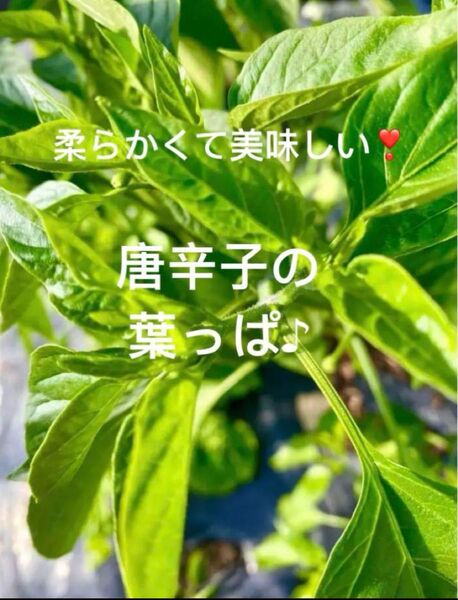 採りたて新鮮!柔らかくて美味しい!葉唐辛子 唐辛子の葉