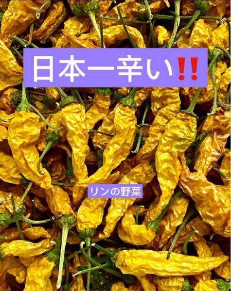 辛くてうまい!激辛唐辛子 日本一辛い!黄金唐辛子 乾燥 約100g