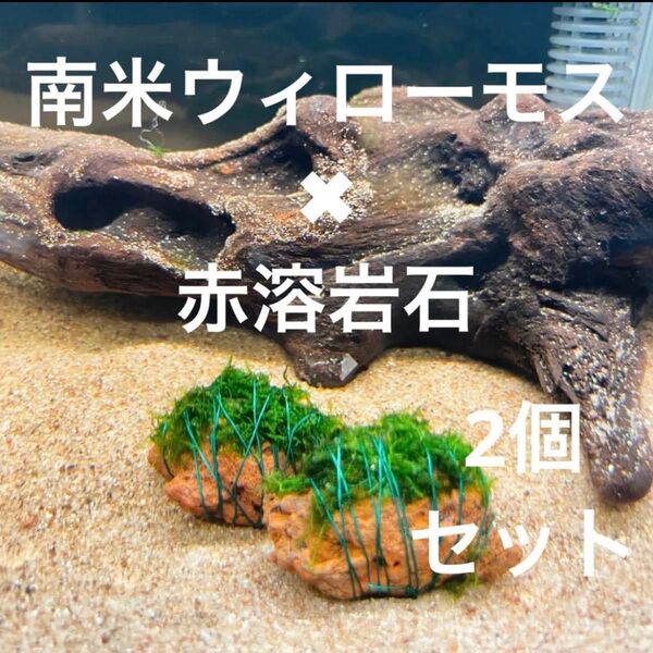 【フサフサ感が癒し】南米ウィローモス×赤溶岩石(3cm)×2個