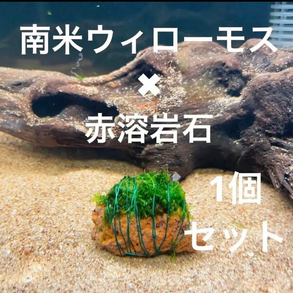 【フサフサ感が癒し】南米ウィローモス×赤溶岩石(3cm)×1個