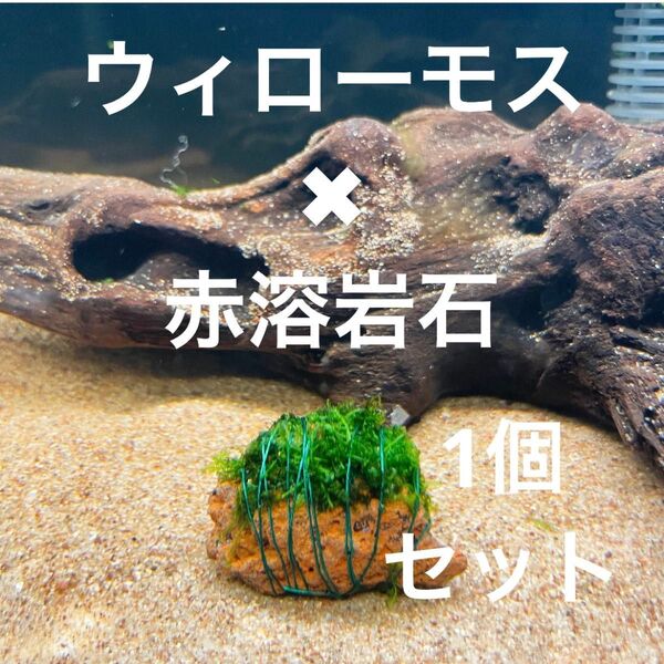 (巻きたて)ウィローモス×赤溶岩石(3cm)×1個