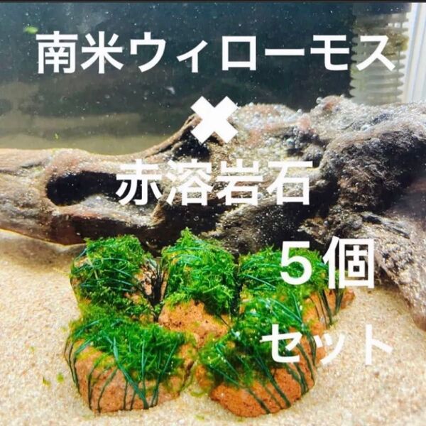 【フサフサ感が癒し】南米ウィローモス×赤溶岩石(3cm)×5個
