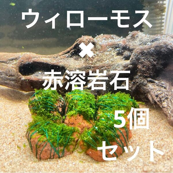 (巻きたて)ウィローモス×赤溶岩石(3cm)×5個