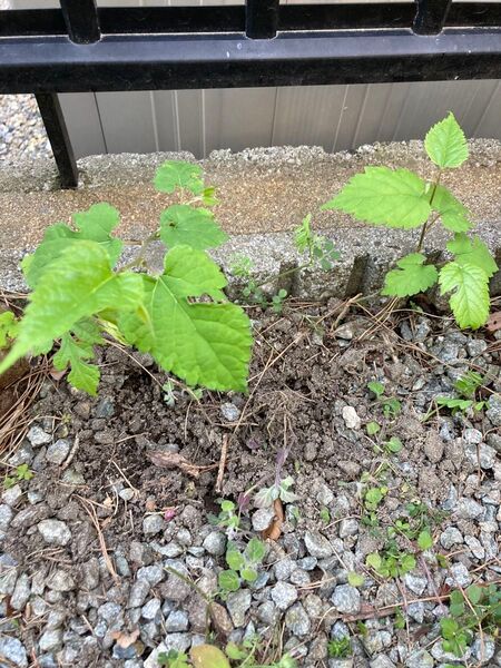 苗木 桑 地植え中 残り2点