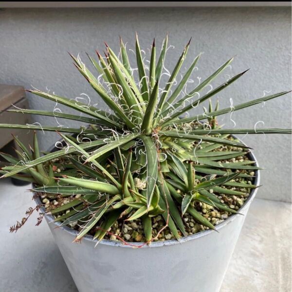 【くるくるカール】アガベレオポルディ 滝の白糸 多肉植物 サボテン 株分け