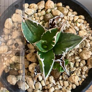 アガベチタノタ FO-076 Agave titnota 選抜