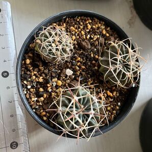 サボテン 綾波 ホマロケファラ エキノカクタス