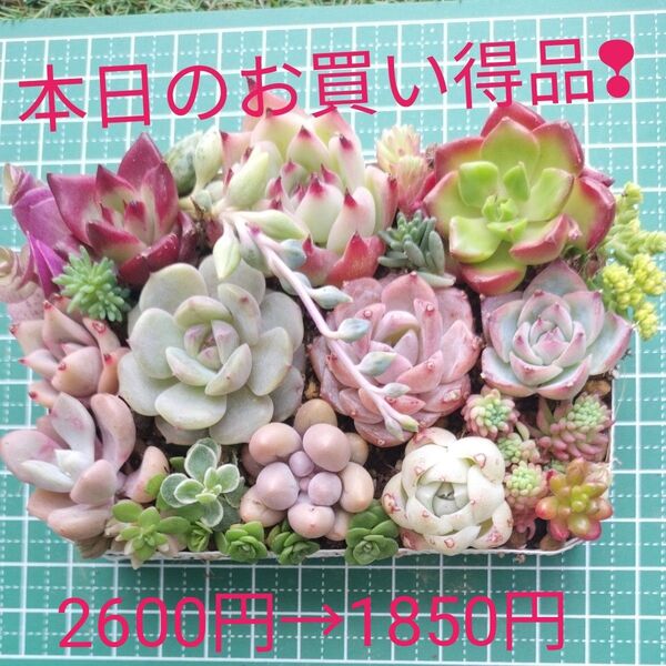 色鮮やかなエケベリア10品種入りのカット苗 おまけ付き!