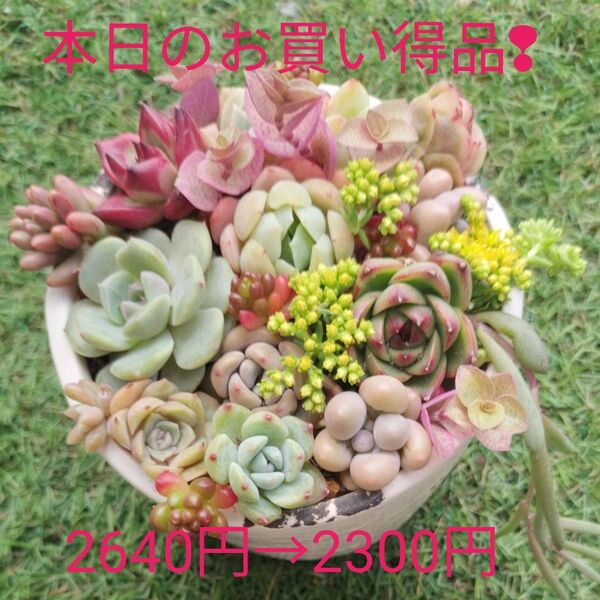 エケベリア10カット入りとセダムの寄せ植え カット苗 おまけ付き!