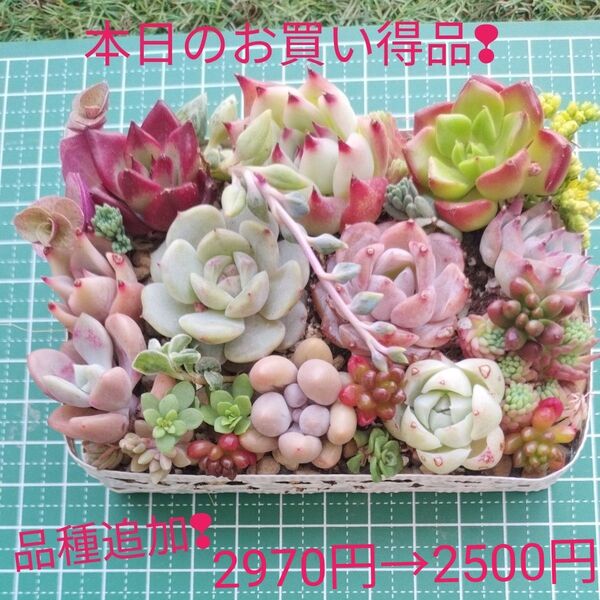 本日迄の出品!色鮮やかなエケベリア13品種入りのカット苗 おまけ付き!