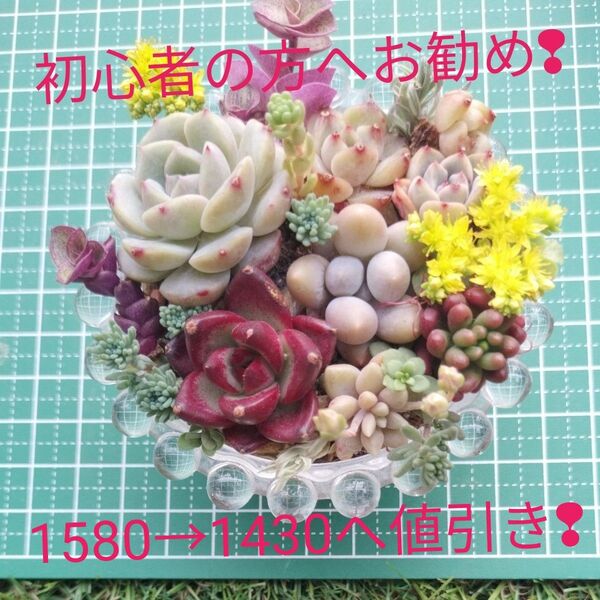 初心者の方へお勧め!可愛いらしいエケベリア入りのカット苗 おまけ付き!